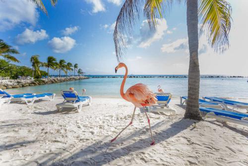 Flamingo op strand